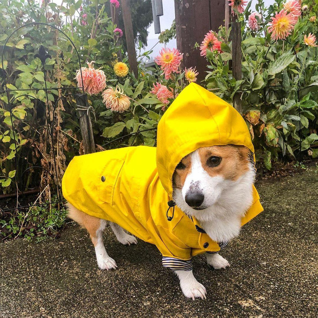 Classic British Style Dog Raincoat - Stylish And Functional Pet Clothes For Rainy Days-4